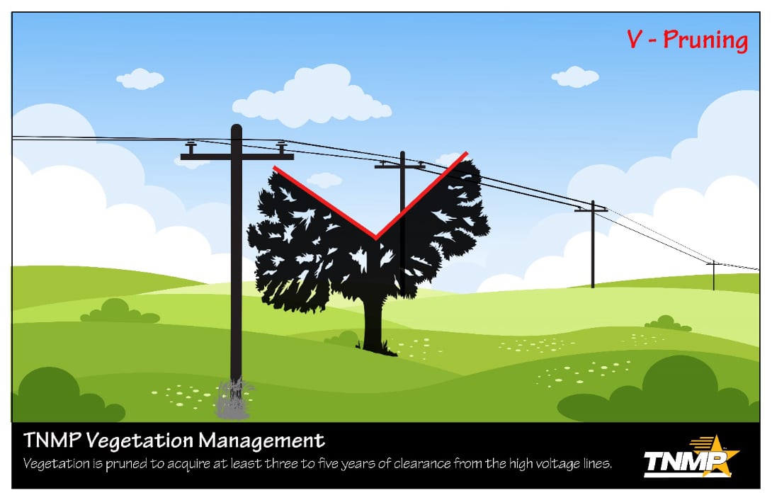 Tree pruning graphic - V shape