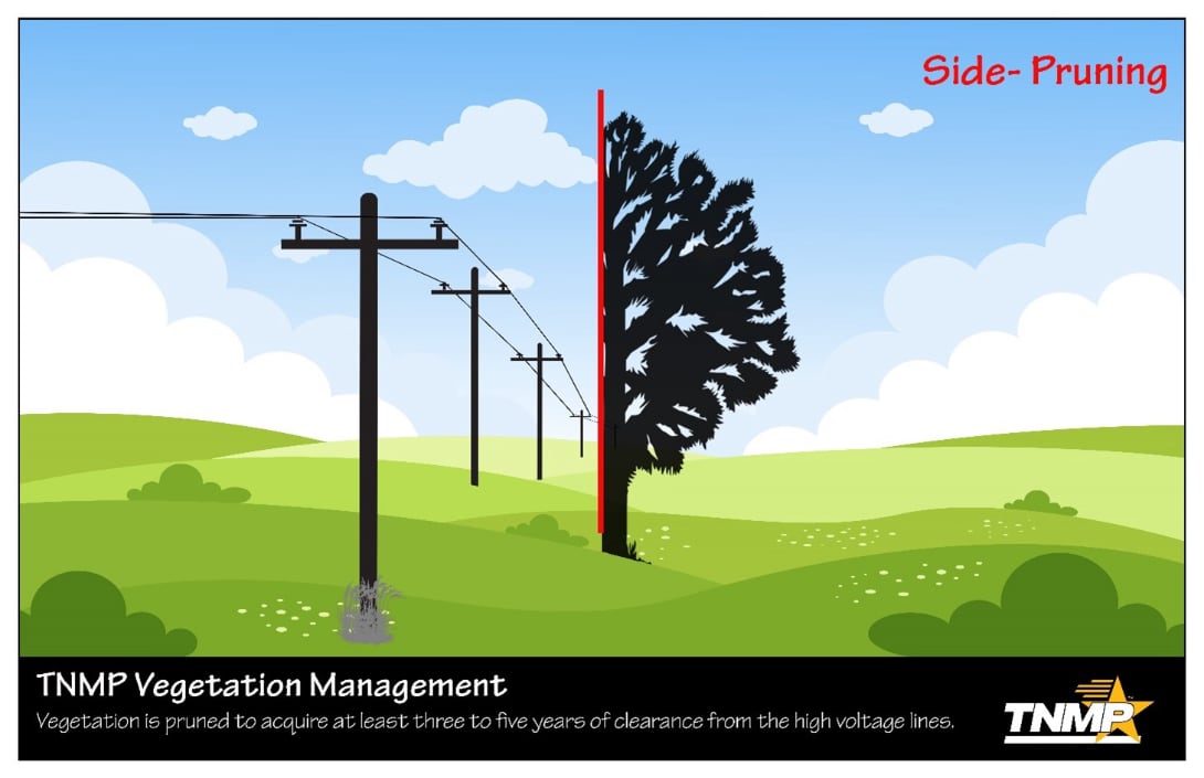 Tree pruning graphic - Side shape